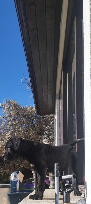 Кане Корсо Италияно