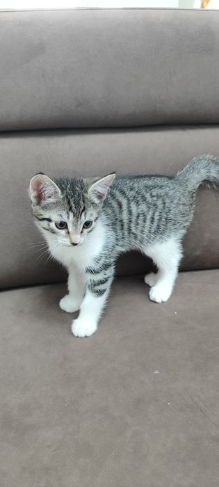 Котята бесплатно