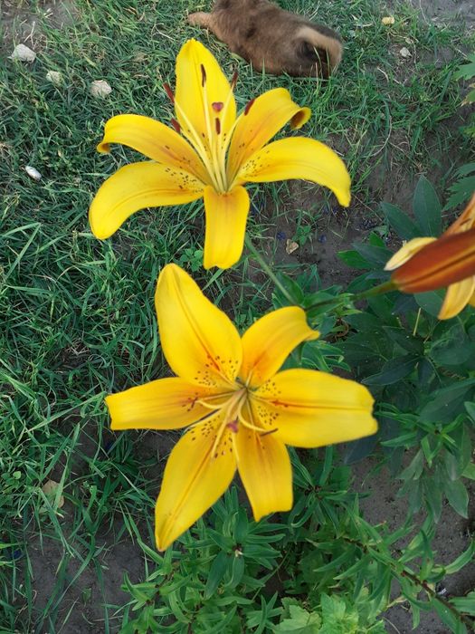 Продам луковицы жёлтой лилии