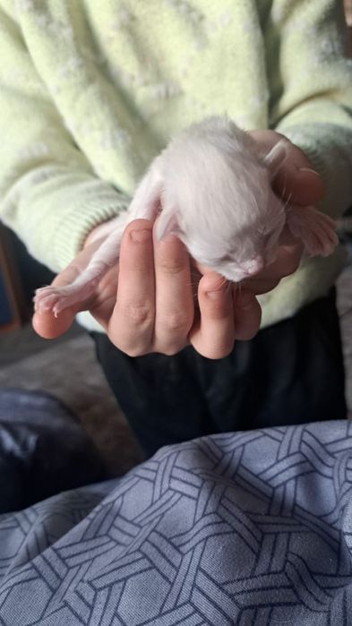 Марғаулар тегін. Котята в добрые руки.