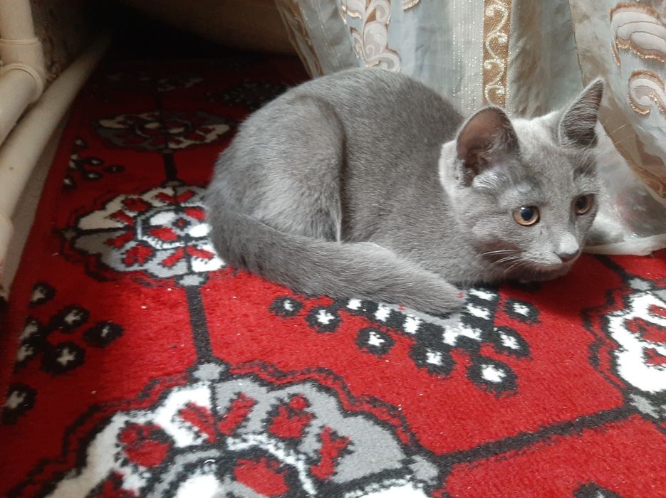 Scottish strayt qiz mushuk