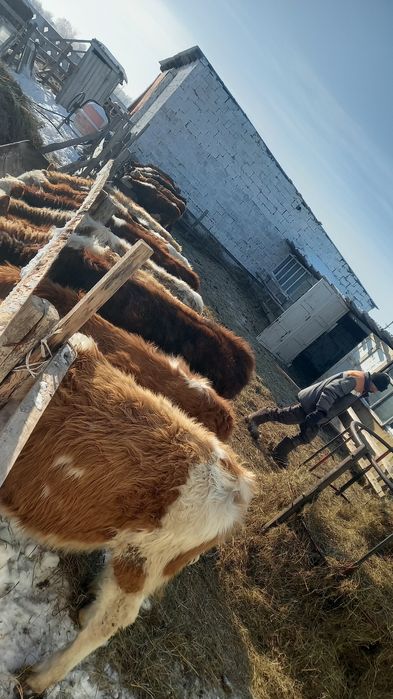 Продам бычков 2025г