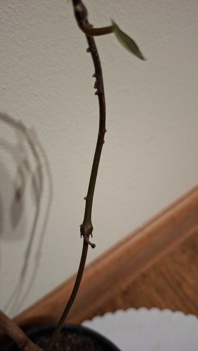 hoya-lacrima maicii domnului, monstera adansonii, zz plant, planta paianjen