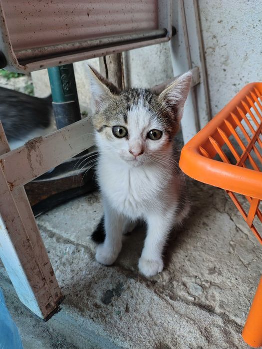 Подарявам дворни котенца