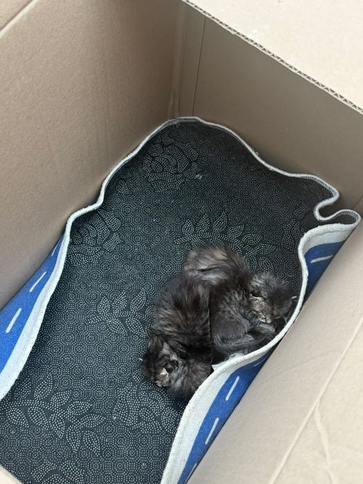 Отдам котят бесплатно