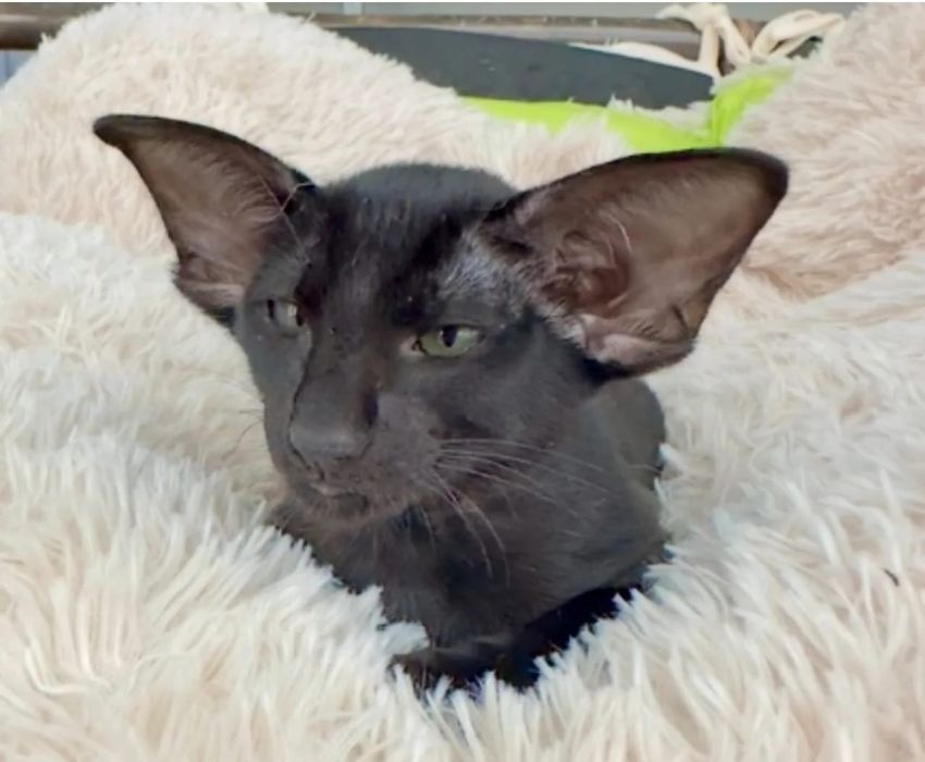 Ориентальные котята