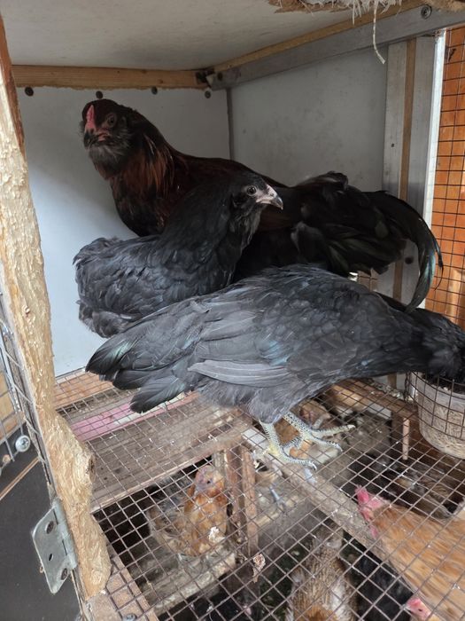 Молодая семья амераукана.