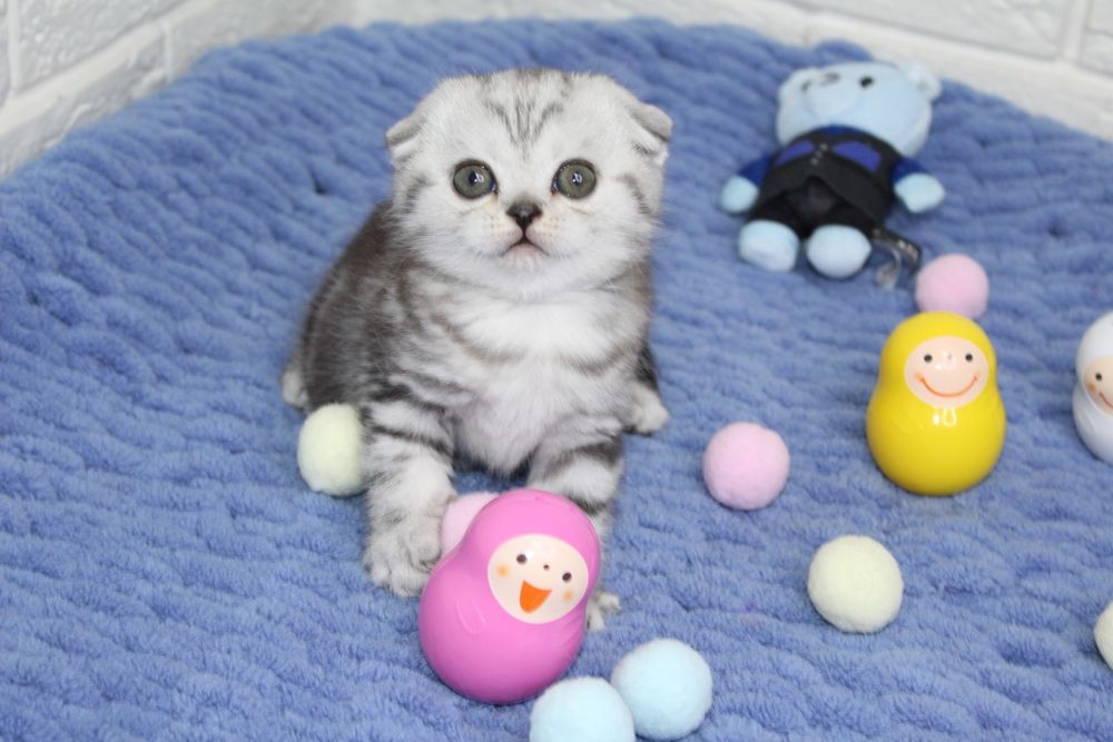 Вислоухие котята