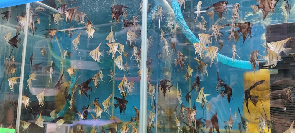 Аквариум балыктары сатылады