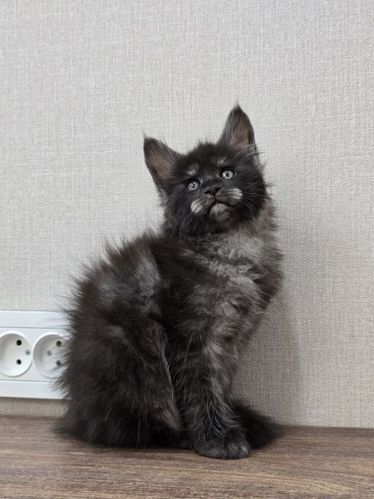 Шикарная девочка мейн-кун