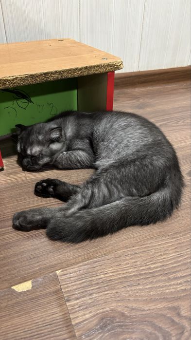 Продается кошки
