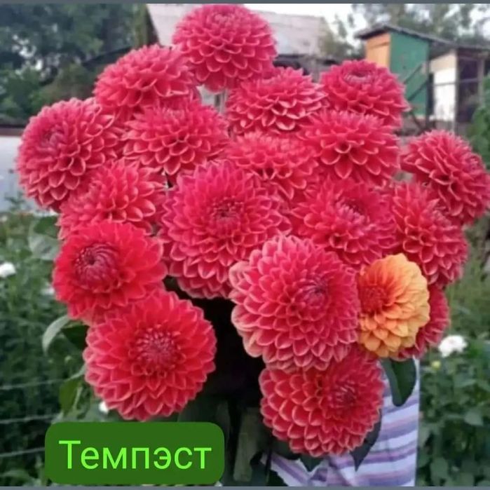 Продаём георгины