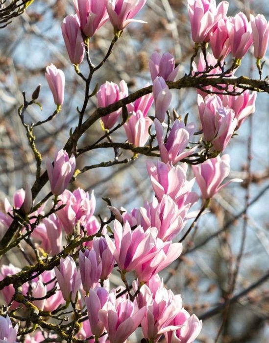 Семена Магнолии- Магнолия уруғлари (Редкое декоративное дерево)