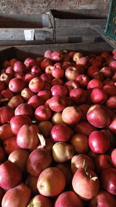Mere, fructe proaspete bio direct de la producator