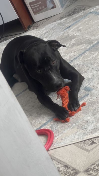 Американский питбуль-терьер