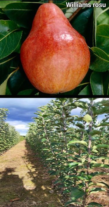 Meri-pomi fructiferi