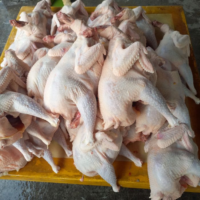 Куры домашние тушки