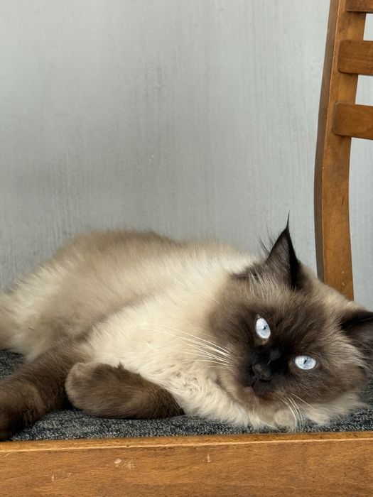 Пропал кот Далестанская