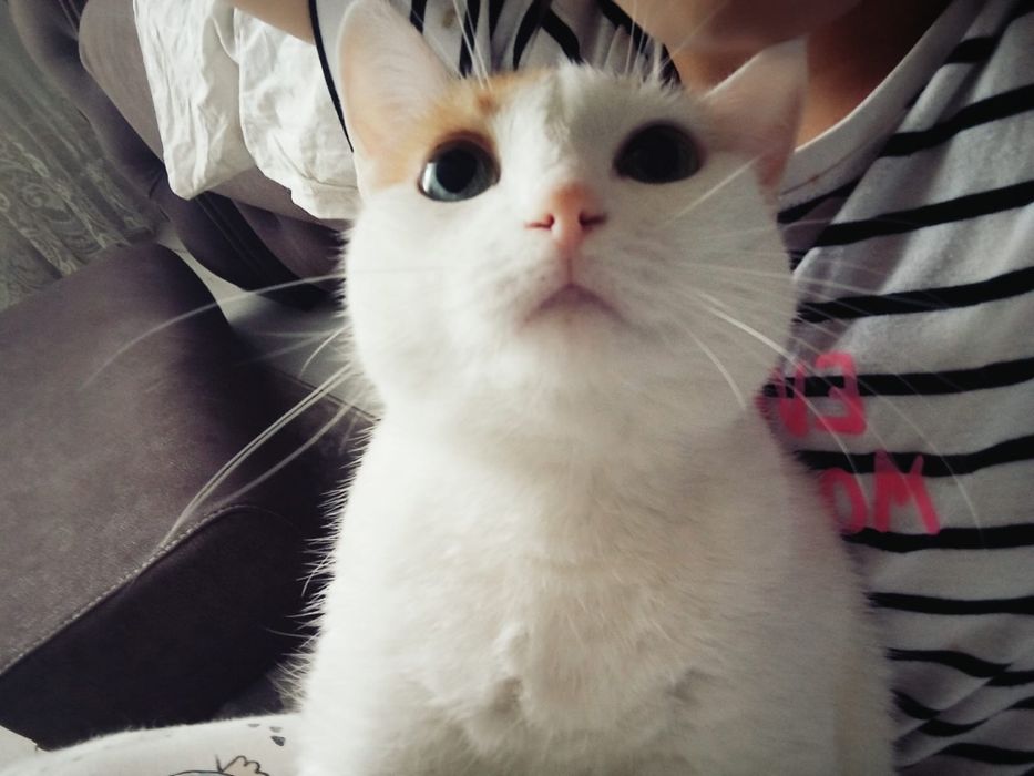 Айдарбек бекарыс