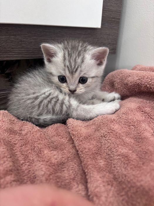 Котята Скотиш страйт