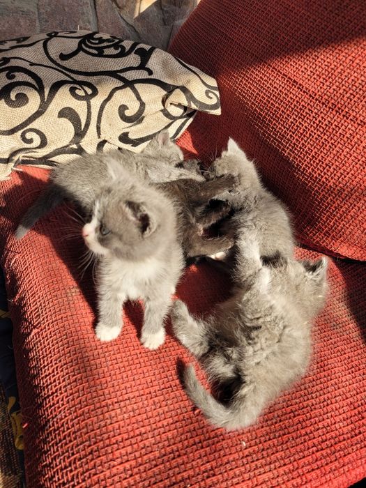 Отдам в хорошие руки