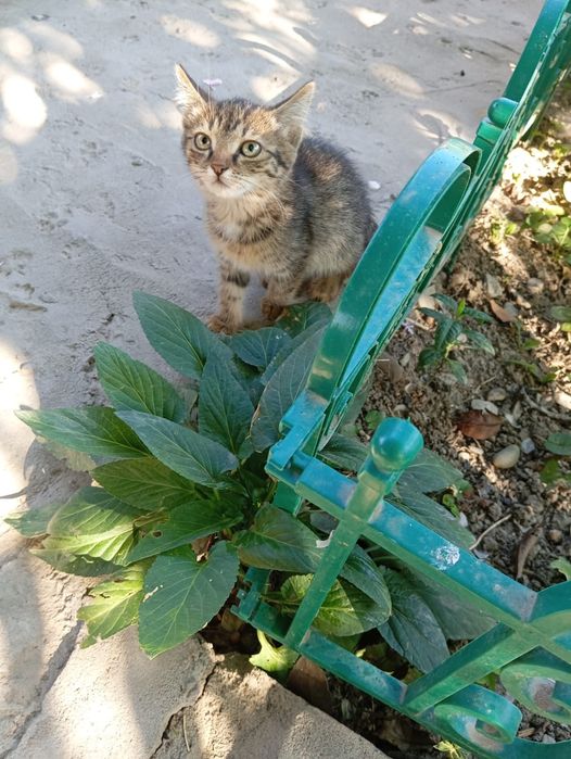 Отдам в добрые руки