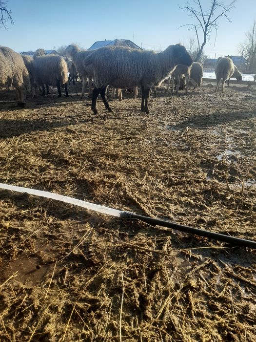 De vânzare oi cu miei