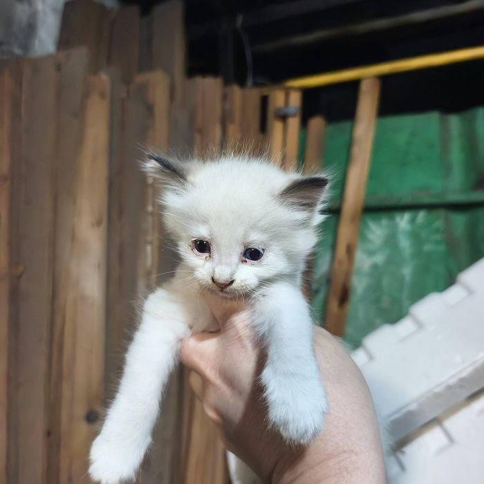 Отдам котят даром