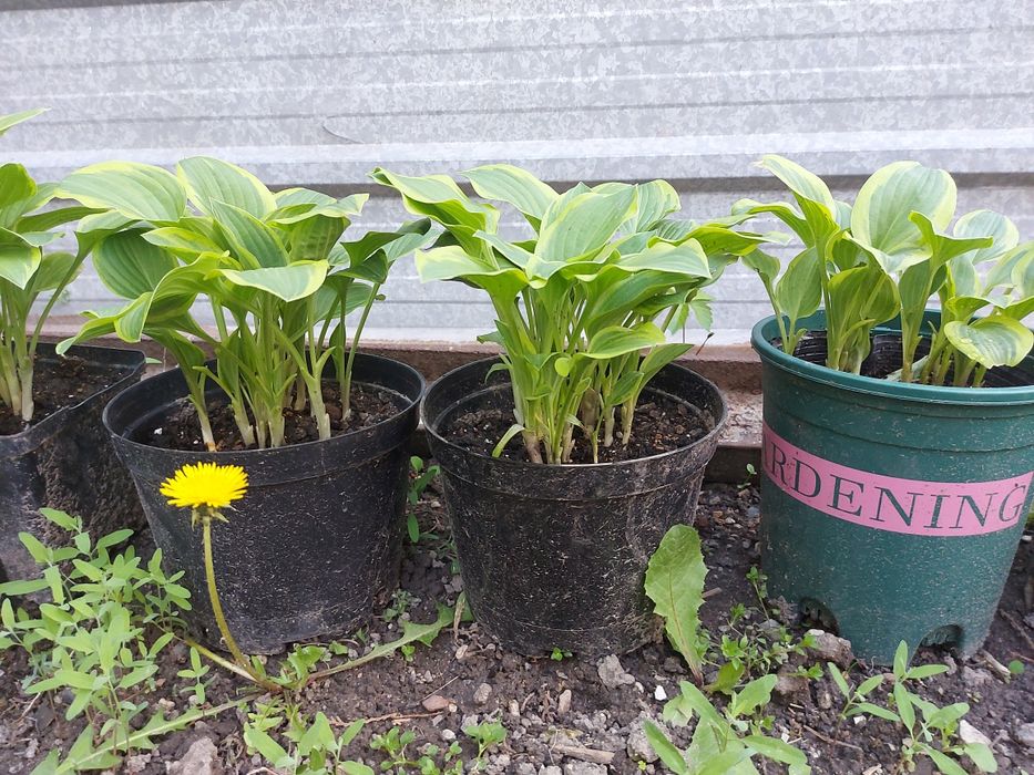 Цветы Хосты многолетник