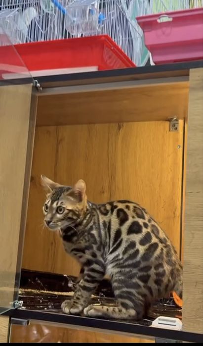 Бенгальский котенок 4 месяца
