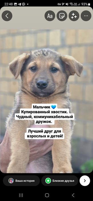 Щенки ищут хозяев!