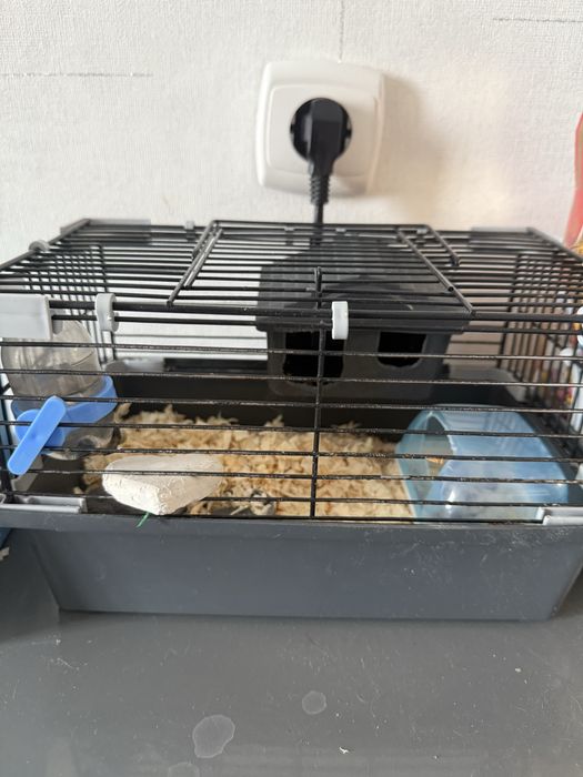 Хомяк серенькая девочка