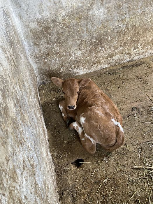 Телята телочки 2шт