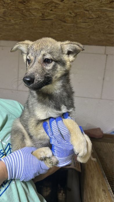 2 парня 3 мес с доставкой