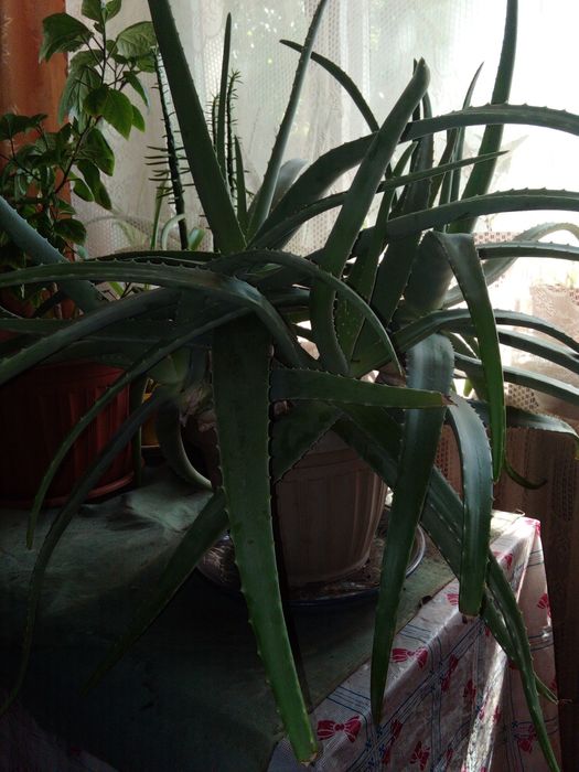Алое Вера. 7 летний