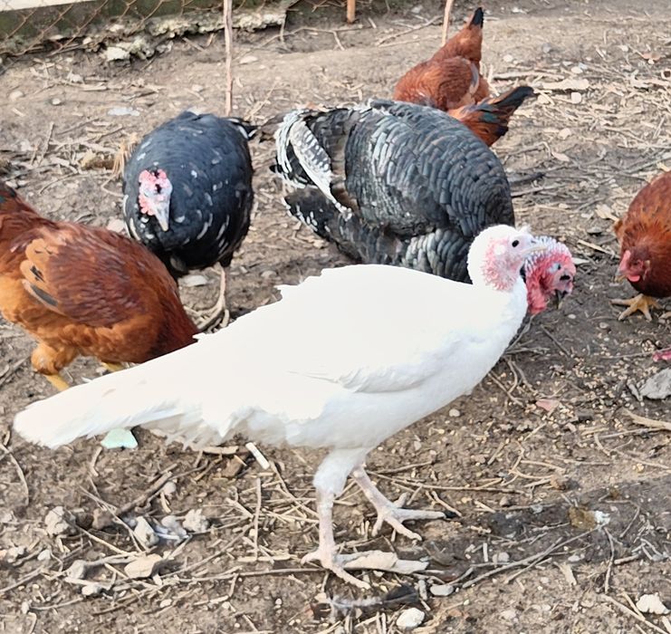 Куркалар сотилади