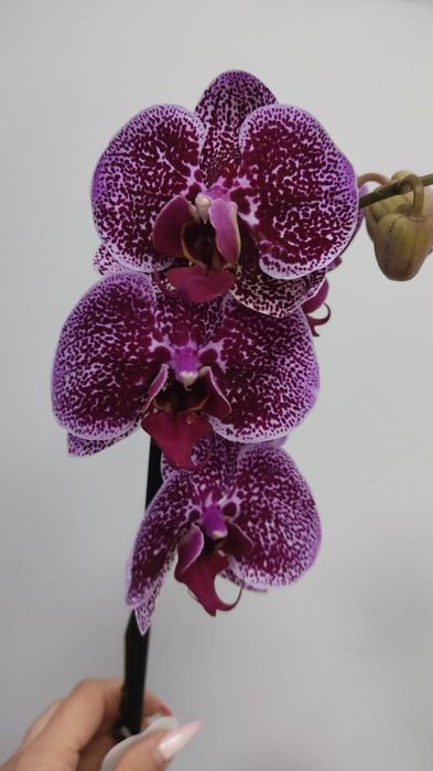 Сортовые орхидеи из Азии