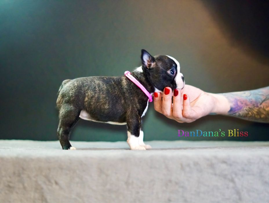 Boston Terrier cu pedigree - fetita
