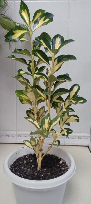 Продам цветы.разные