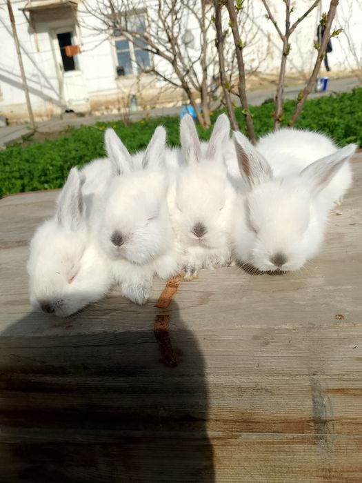 Калифорнийа куйонлар сотилади зоти тозза