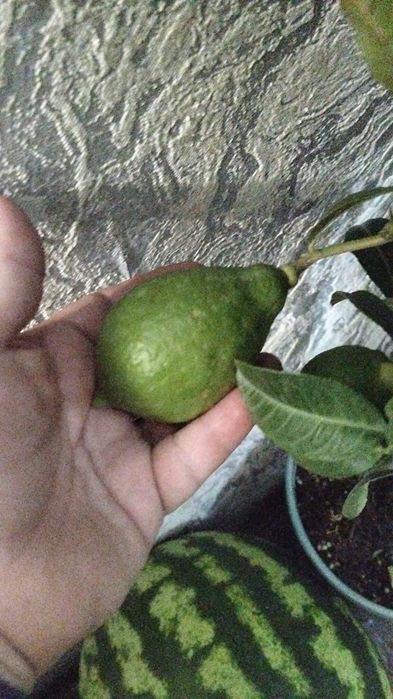 Продам  дерево лимон