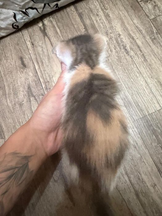 Котята Подарки для дома и души