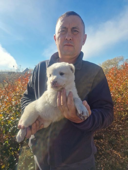 Продам щенков породы алабай
