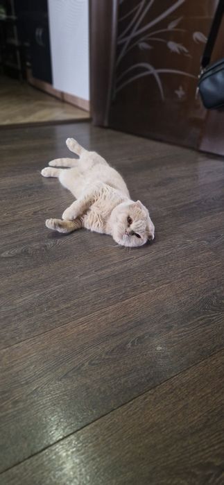 Британская кошечка