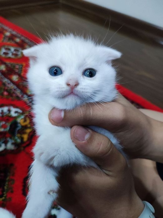 Продам котят от правильной вязки серенький и беленькие