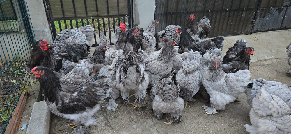 Brahma Albastru tineret si adulte