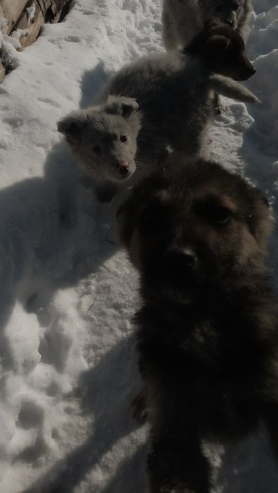 Отдам в добрые руки!!!