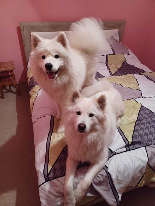Donez catel rasa Samoyed metis