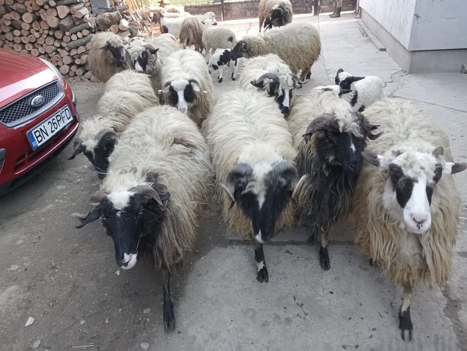 9 oi cu miei mai multe detalii la telefon