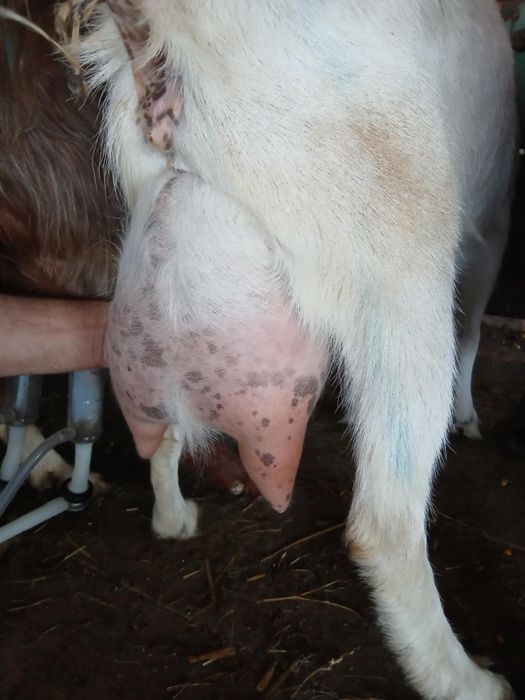 Capre sannen 4 litrii